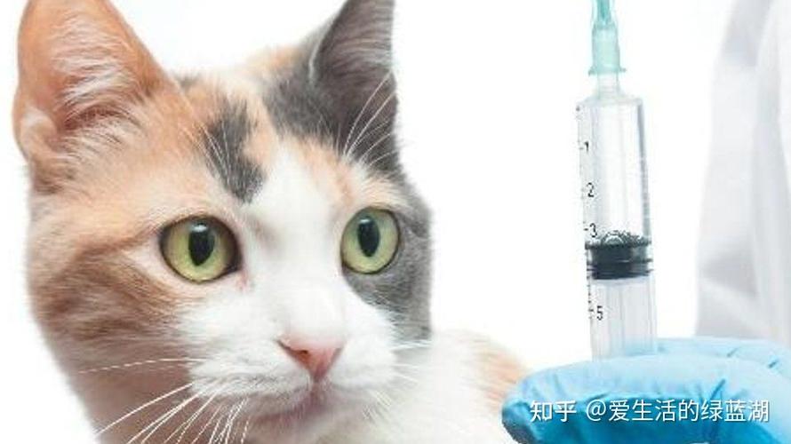 猫咪要打什么针,四个月的猫咪要打什么针,猫咪的疫苗有哪些？