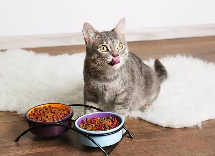 猫咪能吃什么东西,猫咪能吃什么东西除了猫粮,猫咪吃的东西？