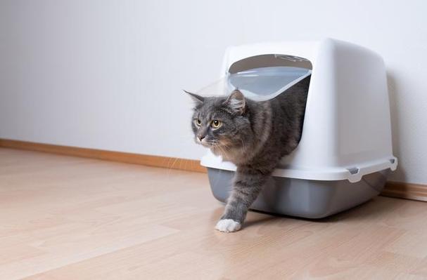 怎么教猫咪上厕所,幼猫怎么训练大小便,怎样教猫咪上厕所?(蹲厕)？