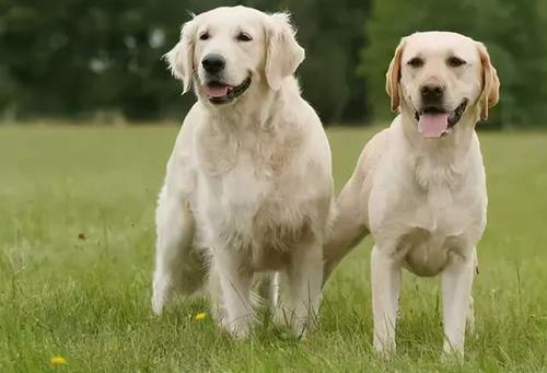金毛和拉布拉多的关系,金毛和拉布拉多的关系图,为什么拉布拉多犬和金毛犬那么像？