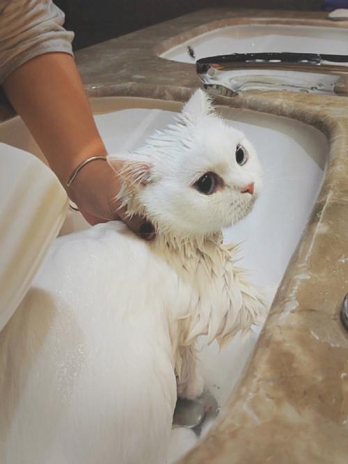 给猫咪洗澡多少钱,给猫咪洗澡多少钱一次,带猫去宠物店洗澡多少？