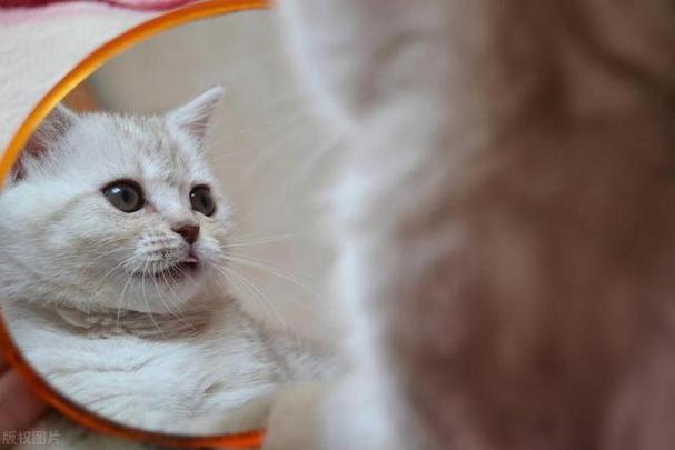 猫咪吓到了怎么办,猫受到惊吓多久恢复,猫被镜子吓到了怎么办？