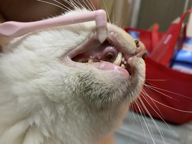 猫咪拔牙多少钱,猫咪拔牙多少钱一颗,猫咪为什么要全口拔牙？