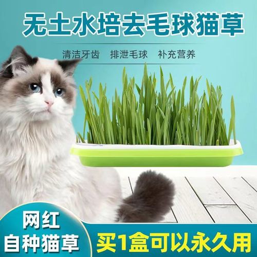 猫咪吃什么草,猫咪吃什么草能去毛球,猫可以吃的绿植？