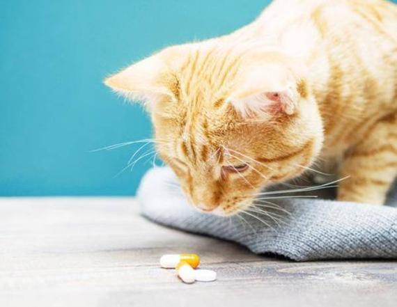 如何喂猫咪吃药,如何喂猫咪吃药片,怎么喂猫咪吃药？