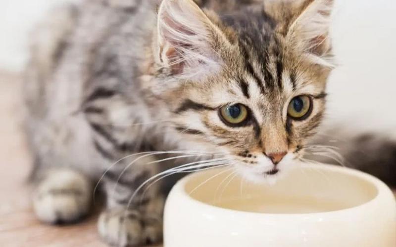 猫咪喜欢喝什么水,猫咪喜欢喝什么水最好,猫喝什么水比较好？