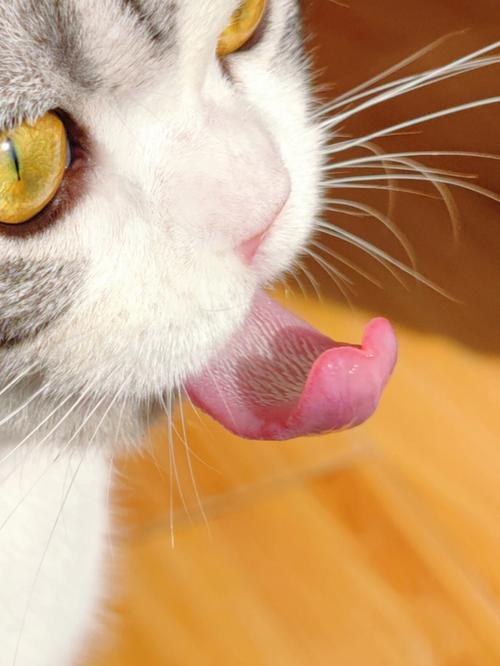 猫咪为什么会吐舌头,猫咪为什么会吐舌头喘气,猫咪为什么喜欢吐舌头？猫咪吐舌头是生病了嘛？