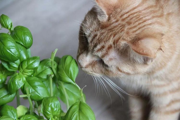 猫咪最讨厌什么,猫咪最讨厌什么气味,猫咪最怕的十种绿植？