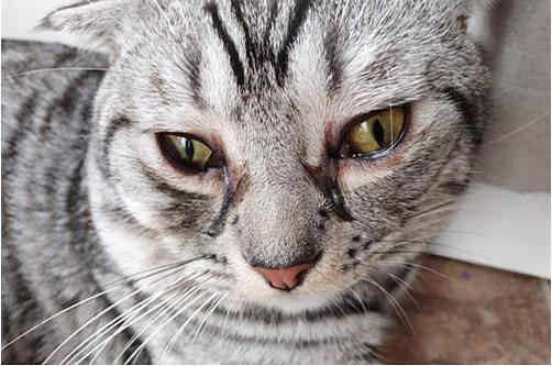 猫咪为什么有泪痕,猫咪为什么有泪痕和眼屎,猫泪痕是怎么引起的？