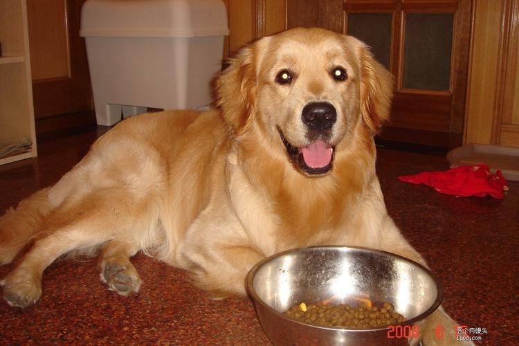 金毛多大可以吃成犬粮,金毛多大可以吃成犬粮吗,金毛幼犬多久能吃东西？