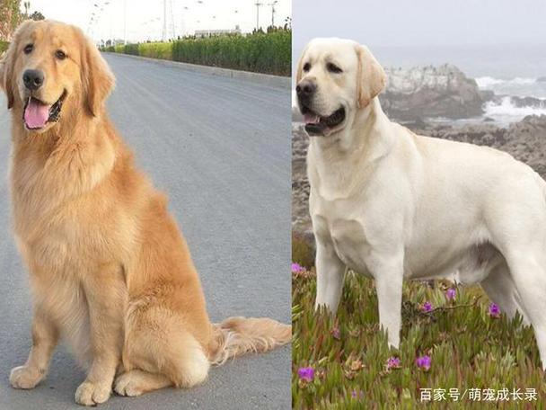 金毛和拉布拉多一样吗,金毛和拉布拉多一样吗图片,为什么拉布拉多犬和金毛犬那么像？