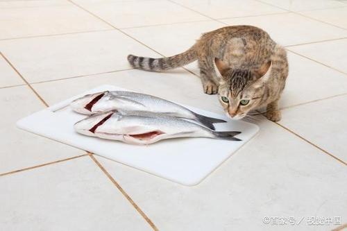 猫咪为什么喜欢吃鱼,猫咪为什么喜欢吃鱼和老鼠,猫为什么吃鱼啊？