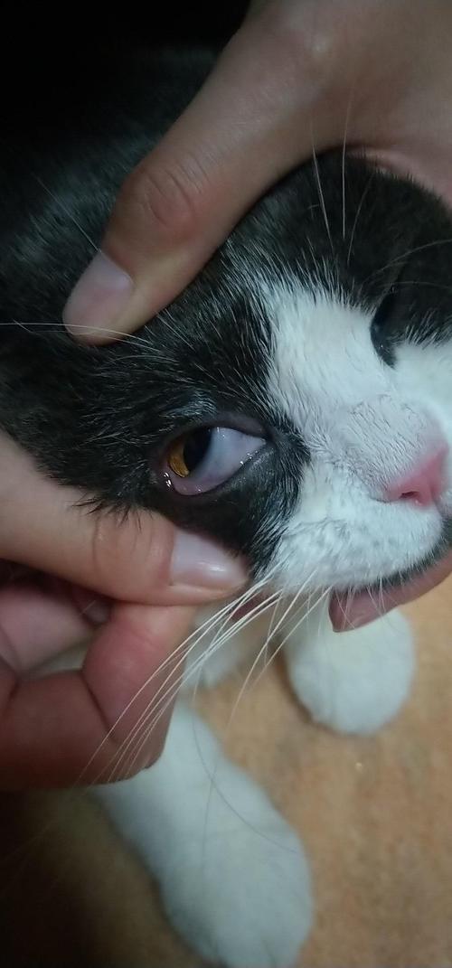 猫咪眼睛发炎了怎么办,猫咪眼睛发炎了怎么办才能快速好,问:猫猫眼睛发炎了一只眼睛都是白色粘稠物怎么办？眼睛睁不开？