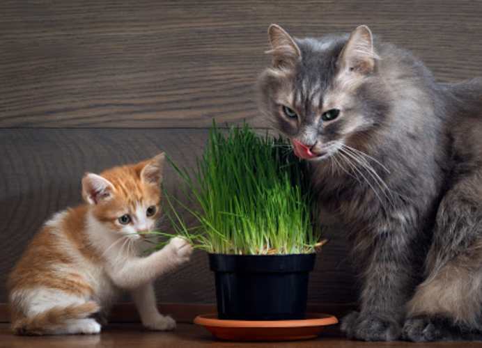 猫咪不吃猫草怎么办,猫咪不吃猫草怎么办,怎么吐毛球(组图),我家小猫不喜欢吃种的猫草，这是为什么？