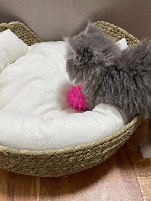 猫咪喜欢什么样的窝,猫咪喜欢什么样的窝睡觉,猫咪喜欢什么样的猫窝呢？