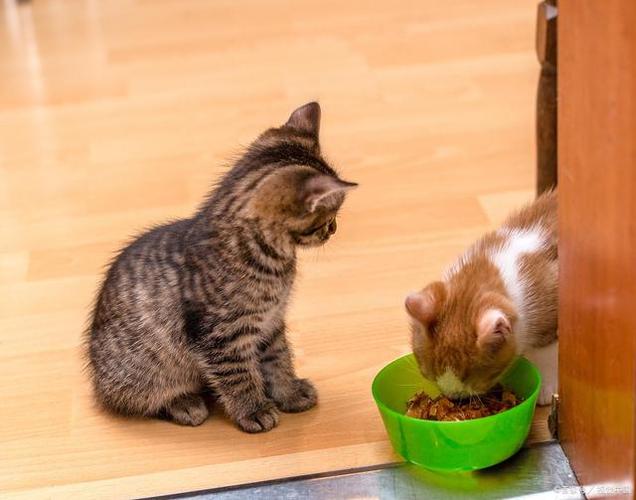 小猫咪不吃不喝怎么办,刚买回来的小猫咪不吃不喝怎么办,家猫不吃东西怎么办？
