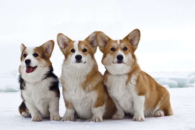 柯基犬的品种,柯基犬的品种分类,哪种柯基犬最好？