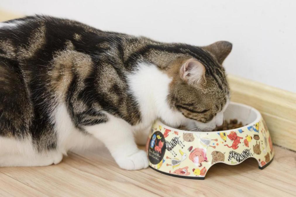 猫咪肠胃不好怎么调理,猫咪肠胃不好怎么调理最有效,猫肠胃不好吃什么食物？