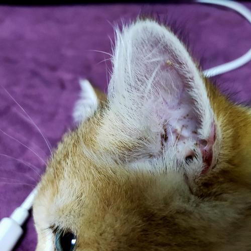 猫咪为什么有耳螨,猫咪为什么有耳螨掏不干净,猫咪最近有耳螨了，但是害怕它又得皮肤病！耳螨会诱发猫藓吗？