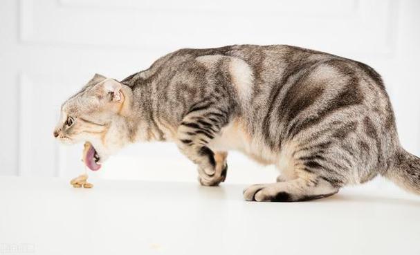 如何给猫咪催吐,如何给猫咪催吐异物,猫咪吞异物怎么催吐？