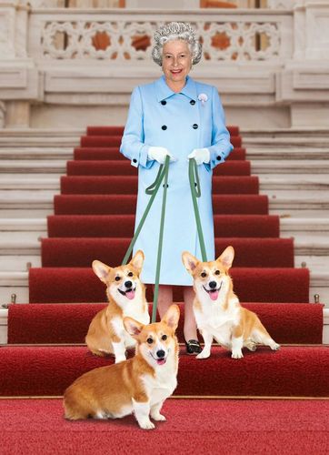 女王的柯基犬,英国女王的柯基犬,女王的柯基结局？