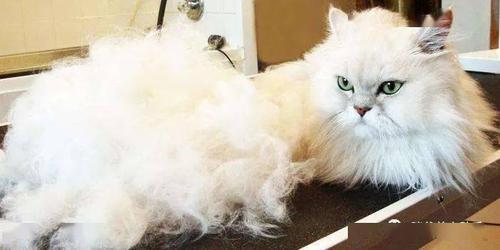 猫咪掉毛很严重怎么办,夏天猫咪掉毛很严重怎么办,猫掉毛严重有什么方法解决？