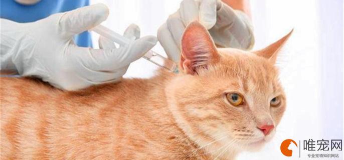 猫咪防疫针多少钱,猫咪防疫针多少钱一针,猫瘟输液多少钱？