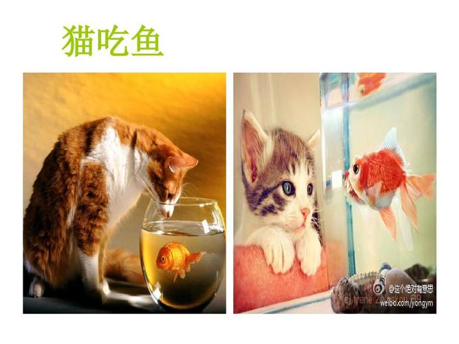 猫咪爱吃什么鱼,猫咪爱吃什么鱼肉,猫最爱吃的食物排行？