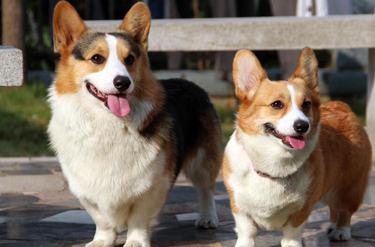 瑞典柯基犬,瑞典柯基犬和威尔士柯基的区别,柯基是什么意思？