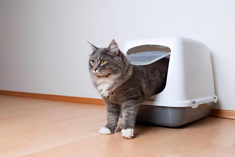 猫咪一天没尿怎么办,,猫咪不排尿在家有什么办法？