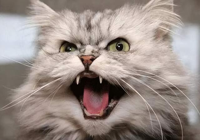 猫咪最怕什么声音,吓唬猫的声音mp3,为什么有的猫咪听到大声音会害怕？