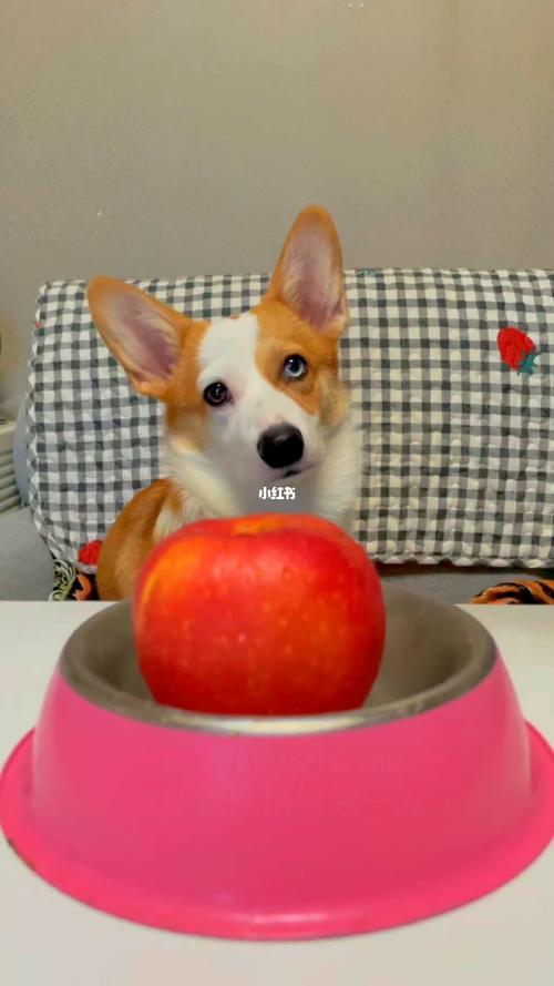 柯基可以吃苹果吗,幼犬柯基可以吃苹果吗,柯基可以吃什么水果蔬菜？