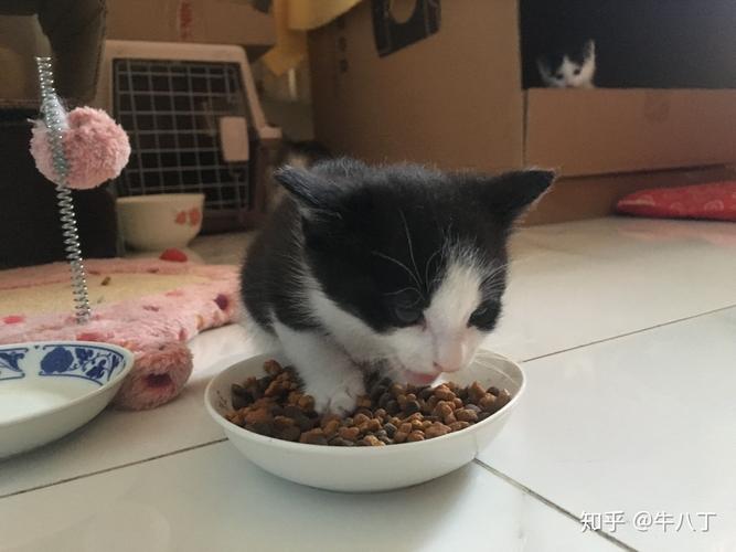 2个月大的猫咪吃什么,2个月大的猫咪吃什么猫粮,请问两个月的小猫要怎样给它喂食？一天喂几次？