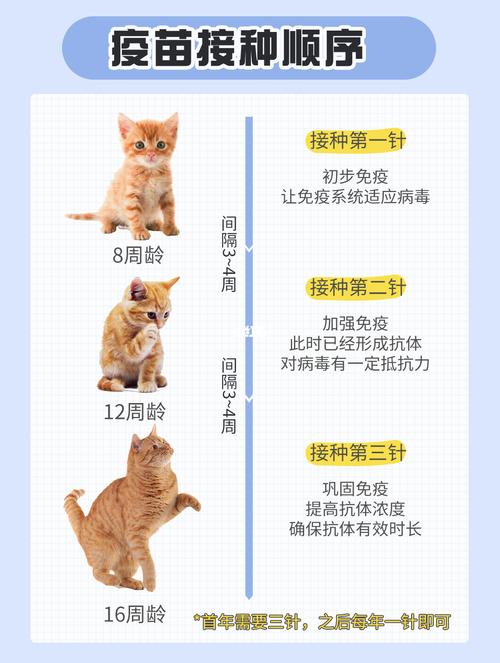 猫咪预防针多少钱一针,猫咪预防针多少钱一针要打几针,给小猫打疫苗要多少钱？