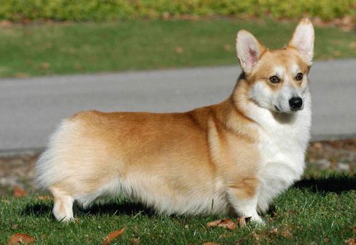 柯基成犬体重,柯基成犬体重多少斤,柯基多大算成犬？