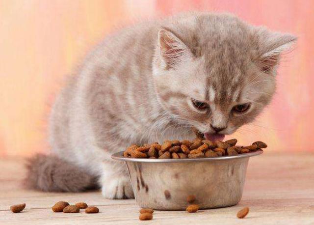 猫咪经常吐是什么原因,猫咪经常吐是什么原因呢,猫咪经常吐怎么回事？