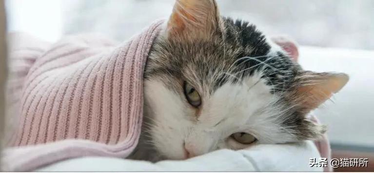 猫咪发烧怎么降温最快,猫咪发烧会自愈吗,猫咪热怎么降温？