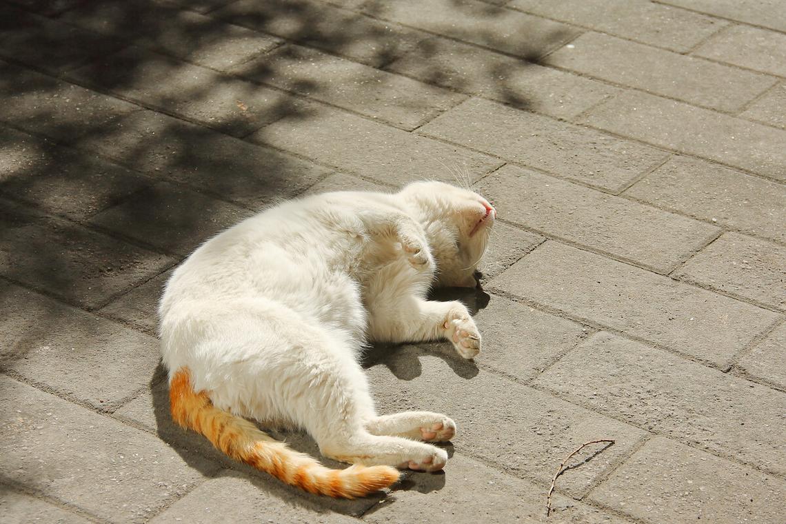 猫咪不晒太阳会怎么样,,小猫不晒太阳没事吧？