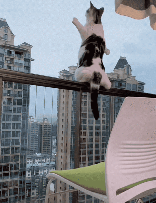 猫咪为什么会跳楼,猫突然坠楼预示着什么,住顶楼猫咪会跳楼吗？