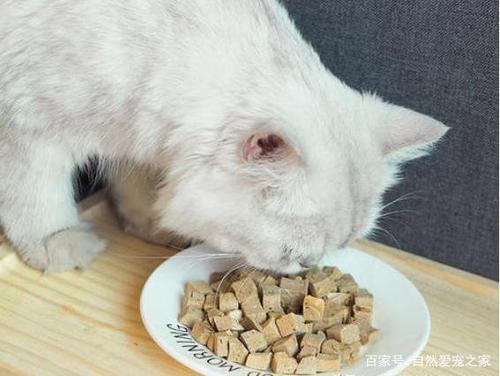 猫咪除了吃猫粮还能吃什么,猫咪除了吃猫粮还能吃什么主食,猫咪全口拔牙后吃什么？