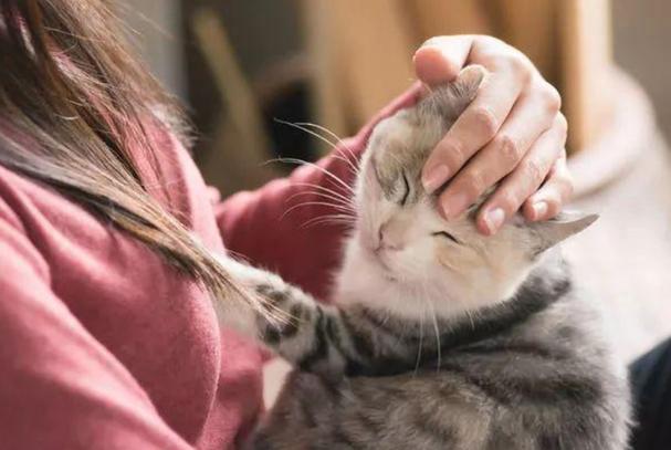 如何让猫咪迅速喜欢你,,怎样抚摸猫咪会让它很舒服？还有什么方法？