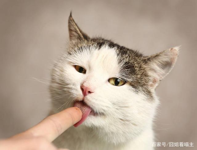 猫咪舔人什么意思,猫咪舔人是啥意思,猫咪为什么喜欢舔人？代表什么意思？