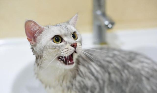 猫咪洗澡水温多少度,猫咪洗澡水温多少度合适,猫洗澡多少度的水温？