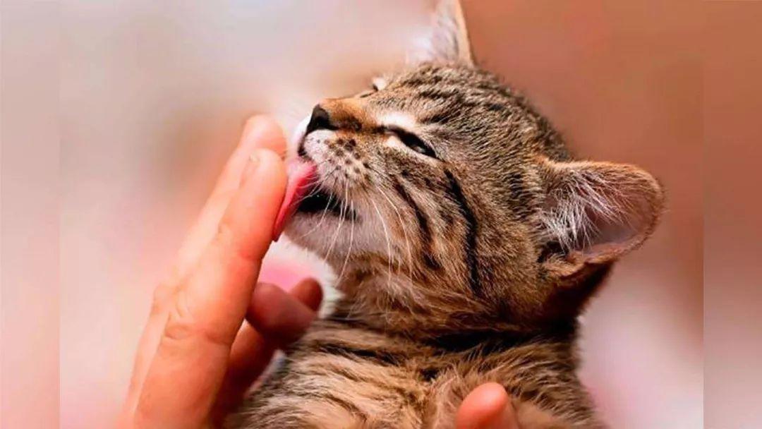 猫咪为什么老是舔人,猫咪为什么老是舔人的手?,为什么公猫喜欢舔人？