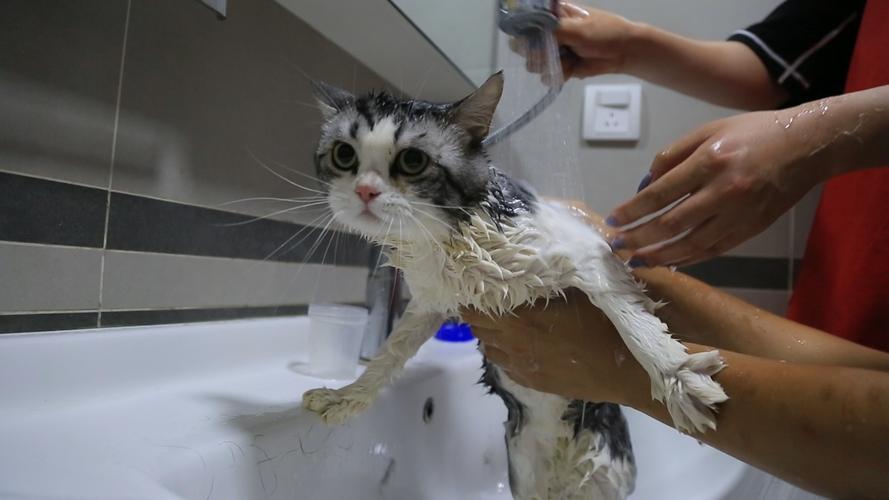 猫咪为什么不爱洗澡,猫咪为什么不爱洗澡呢,猫狗为什么不爱洗澡？