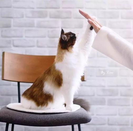 如何训练猫咪握手,如何训练猫咪握手视频,怎么训练猫咪握手和击掌？