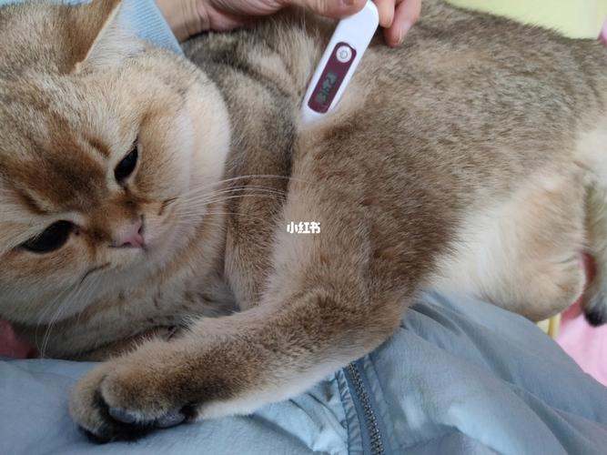 怎么测猫咪体温,怎么测猫咪体温最准,怎么给猫咪测体温啊？