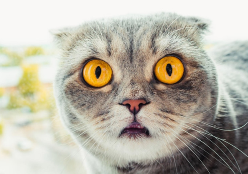 猫咪怕什么声音,专门吓唬猫的声音,动物害怕的声音？