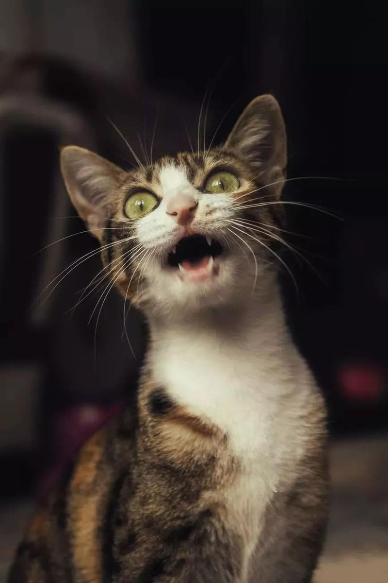 猫咪怎么叫的,猫咪怎么叫的声音播放,小猫怎么叫的？