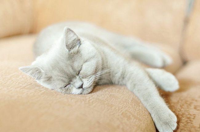 猫咪为什么总是睡觉,猫咪为什么总是睡觉没精神,母猫为什么老是睡觉？